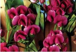 Lathyrus lathifolius - everlasting pea